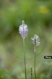 Attēlu rezultāti vaicājumam “Plantago media flower”