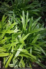 Attēlu rezultāti vaicājumam “Carex loliacea leaf”