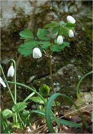 Attēlu rezultāti vaicājumam “Isopyrum thalictroides”