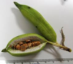 Attēlu rezultāti vaicājumam “Iris pseudacorus fruit”