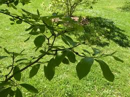 Attēlu rezultāti vaicājumam “Magnolia cylindrica”