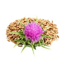 Attēlu rezultāti vaicājumam “Silybum marianum fruit”