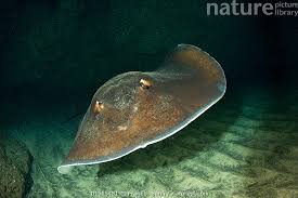 Image result for Dasyatis pastinaca