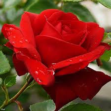 Image result for символ англии