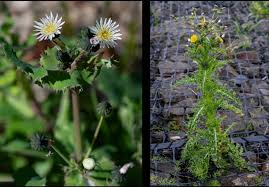 Attēlu rezultāti vaicājumam “Sonchus oleraceus”