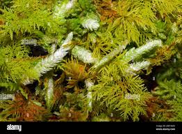 Attēlu rezultāti vaicājumam “Plagiothecium undulatum”