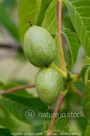 Attēlu rezultāti vaicājumam “Juglans regia fruit”