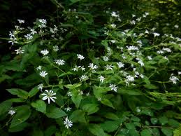 Attēlu rezultāti vaicājumam “Stellaria nemorum flower”