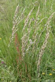 Attēlu rezultāti vaicājumam “Helictotrichon pubescens”