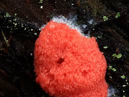 Attēlu rezultāti vaicājumam “Tubifera ferruginosa (subsp. ferruginosa) sessile”