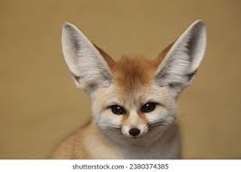 Attēlu rezultāti vaicājumam “Vulpes zerda”