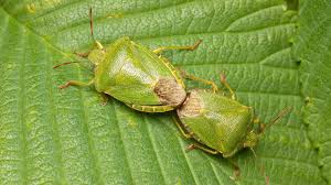 Attēlu rezultāti vaicājumam “Palomena prasina imago”