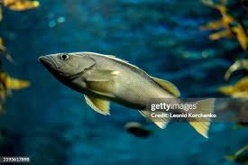 Image result for Rhabdosargus holubi