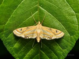 Attēlu rezultāti vaicājumam “Crambidae”