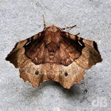 Attēlu rezultāti vaicājumam “Selenia tetralunaria”