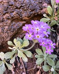 Attēlu rezultāti vaicājumam “Primula x margotae”