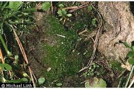 Attēlu rezultāti vaicājumam “Splachnum ampullaceum”