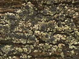 Attēlu rezultāti vaicājumam “Trapeliopsis flexuosa”