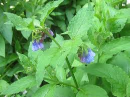 Attēlu rezultāti vaicājumam “Symphytum asperum flower”