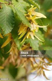 Attēlu rezultāti vaicājumam “Carpinus betulus fruit”