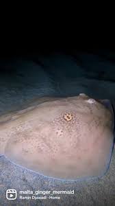 Image result for Raja radula