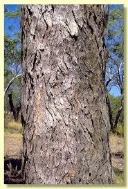 Attēlu rezultāti vaicājumam “Cribraria ferruginea”