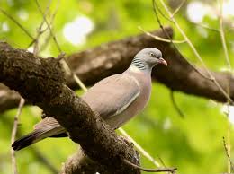 Image result for Columba palumbus