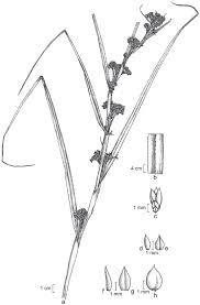 Attēlu rezultāti vaicājumam “Cladium mariscus”