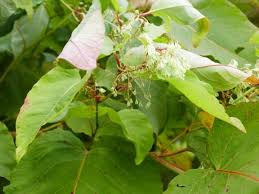 Attēlu rezultāti vaicājumam “Reynoutria sachalinensis leaf”