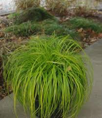 Attēlu rezultāti vaicājumam “Carex loliacea leaf”