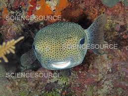 Image result for Diodon hystrix