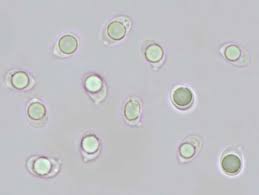 Attēlu rezultāti vaicājumam “Tricholomopsis decora”