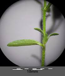 Attēlu rezultāti vaicājumam “Microrrhinum minus leaf”