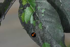 Image result for insect poop