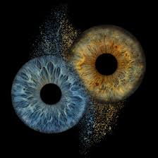 Image result for Iris