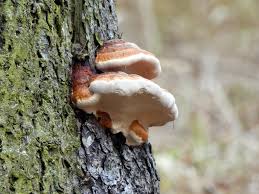 Attēlu rezultāti vaicājumam “Fomitopsis pinicola”