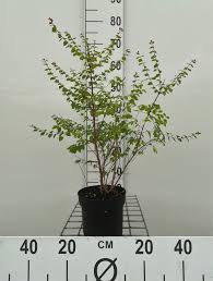 Attēlu rezultāti vaicājumam “Symphoricarpos x chenaultii”