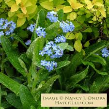 Image result for Myosotis sylvatica