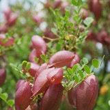 Image result for Colutea x media (arborescens x orientalis)