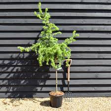 Attēlu rezultāti vaicājumam “Larix kaempferi”