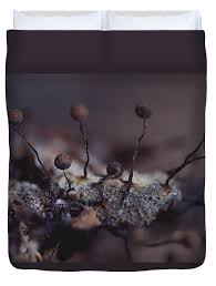 Attēlu rezultāti vaicājumam “Cribraria aurantiaca spores”