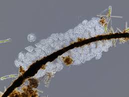 Attēlu rezultāti vaicājumam “Paradiacheopsis sp.”