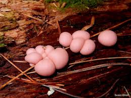 Attēlu rezultāti vaicājumam “Lycogala cf. fossiculatum macro”