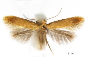 Attēlu rezultāti vaicājumam “Tischeria complanella larva”