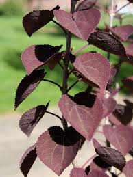 Attēlu rezultāti vaicājumam “Cercidiphyllum japonicum fruit”