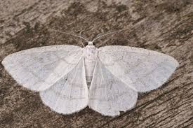 Attēlu rezultāti vaicājumam “Cabera exanthemata male”