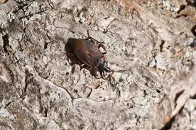 Attēlu rezultāti vaicājumam “Gastrodes grossipes”