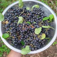 Attēlu rezultāti vaicājumam “x Sorbaronia fallax”