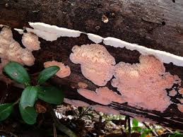 Attēlu rezultāti vaicājumam “Rhodonia placenta”