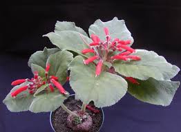 Image result for Sinningia